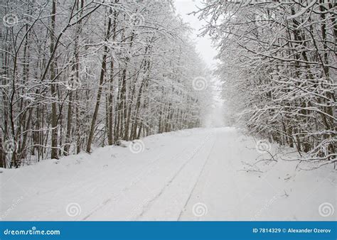 Road In Winter Forest Stock Image Image Of Frost January 7814329