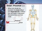 PPT - Medical Terminology Anatomical Position, Directional Terms and ...