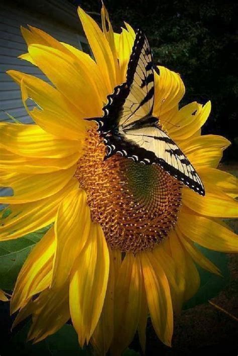 Butterfly On Sunflower Pixdaus Simply Beautiful Pinterest