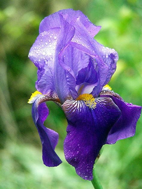 Image Gallery Iris Flower Plant