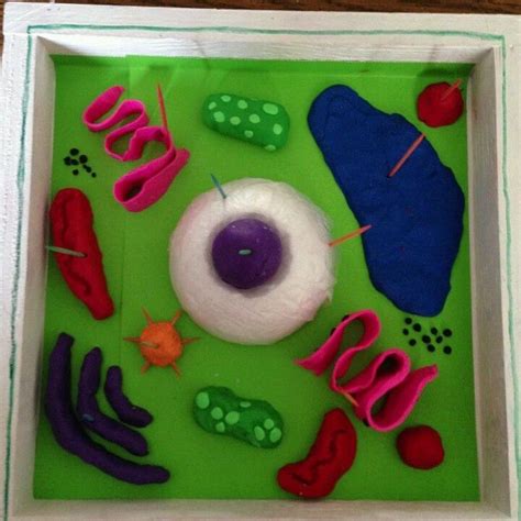 Animal cell functions are solely dependent on the organelles and structures associated with the cell. Plant cell project, Cells project, Plant cell model