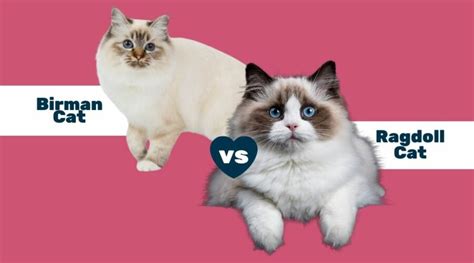 Birman Cat Vs Ragdoll Cat Whats The Difference Love Your Cat