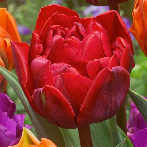 Tulip Double Princess Collection Mirror Garden