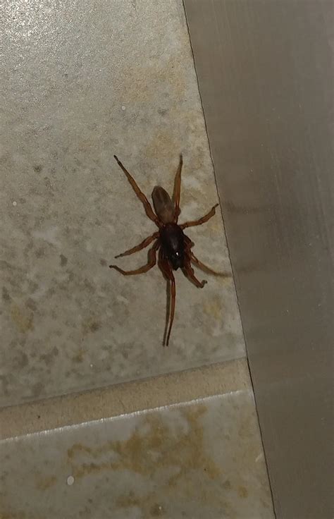 Mid Michigan U S Brown House Spider Rspiders