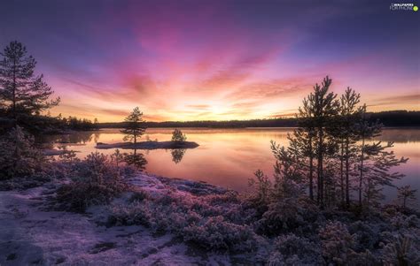 Great Sunsets Ringerike Trees Winter Norway Lake Viewes For