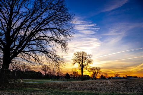 Trees At Sunrise