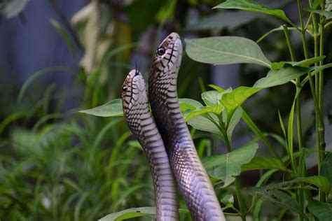 How Do Snakes Mate Discover Wildlife