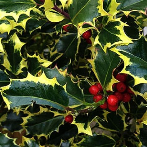 Ilex Aquifolium Madame Briot Variegated Holly Tree Free Delivery