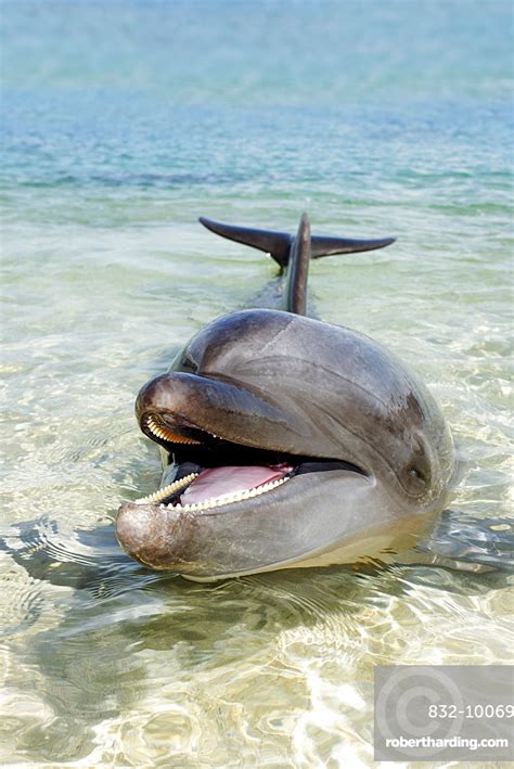 Bottlenose Dolphin Tursiops Truncatus Shallow Stock Photo