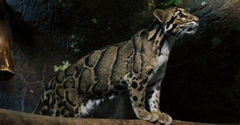 Is there a lion loose in essex? The Formosan Clouded Leopard has already been declared ...