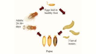 Krishi Gyaan Life Cycle Of Mango Fruit Fly Agrostar