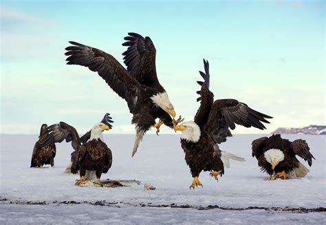 Bald Eagle Fight Photograph By Scott Bourne Pixels