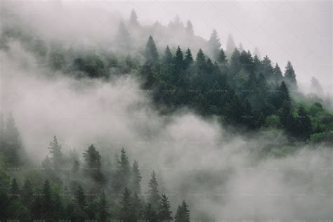 Dense Forest Fog Stock Photos Motion Array