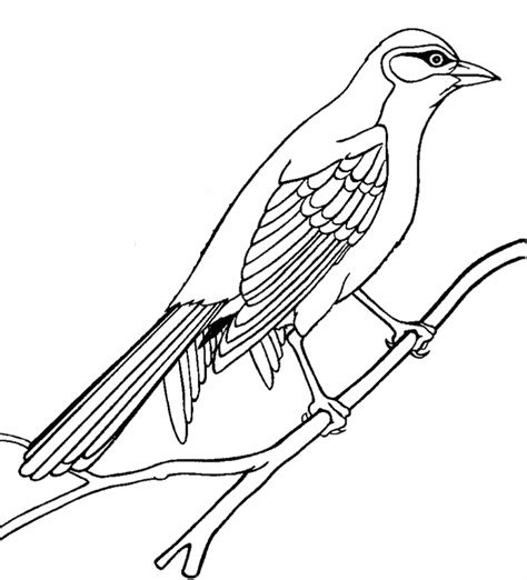Short, slender bill with cere (soft skin) at base. Free Bird Outline Drawing, Download Free Clip Art, Free ...