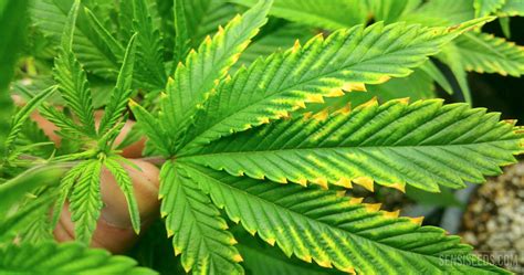 Magnesium Deficiency In Cannabis Plants How To Spot It And What To