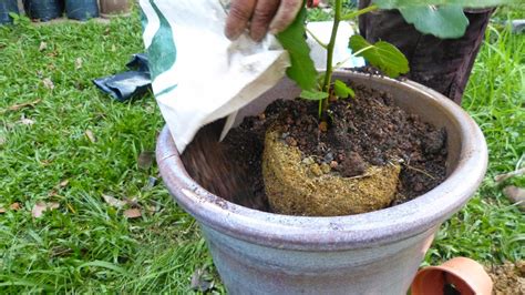 Bahagian 1 hasil tut pokok guna air pokok yang berjaya mengeluarkan akar melalui tut menggunakan air. Cara Tanam Pokok Buah Tin | Pokok Tin Putrajaya & KEBUNA
