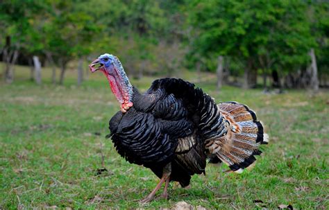 Why Turkeys Are So Important To The Philippines Poultry Industry The
