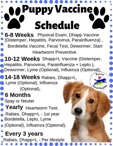Detroit Veterinarian Veterinary Clinic Blog Harvey Animal Hospital