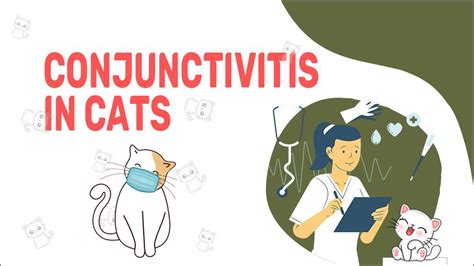 Conjunctivitis Bij Katten Oorzaken Symptomen Behandeling