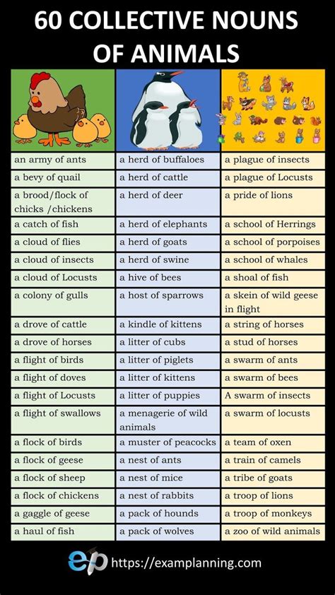 60 Collective Nouns Of Animals Collective Nouns Learn English Words