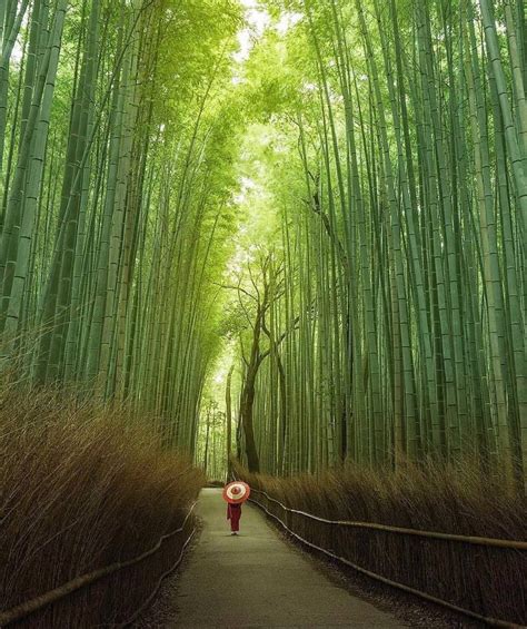 Bamboo Forest Kyoto Japan Rpics