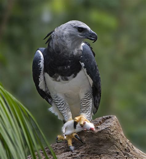 Everything You Wanted To Know About The Harpy Eagle Owlcation