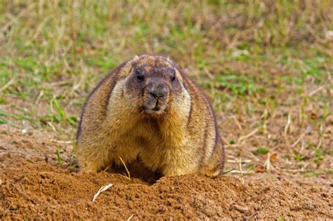 To get rid of a beaver, you need to know if you are dealing with a solitary creature or if there is a family of beavers living in the lodge. Groundhogs, How To Get Rid Of Groundhogs - Woodchuck ...