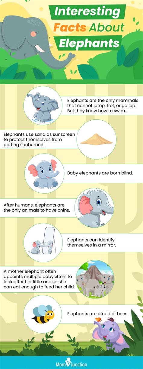 25 Fun And Amazing Facts About Elephants For Kids
