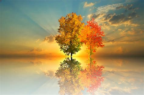 Herbst Baum Natur Goldener - Kostenloses Foto auf Pixabay