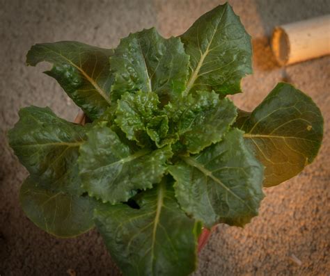 Lettuce should be harvested when full size, but just before maturity. This butter lettuce looks more like a romaine. | Plant ...