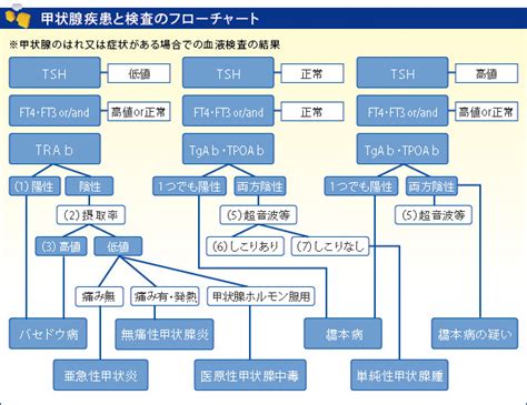 甲状腺エコーで異常を指摘され精密検査して橋本病（慢性甲状腺炎）と診断されました（前編） Drk7jp