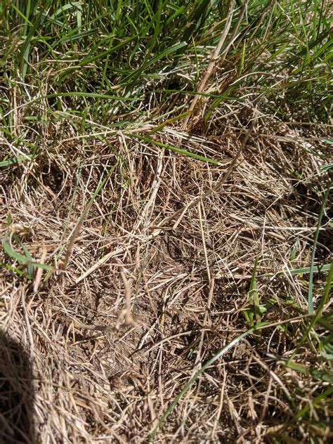 Brown Spots In Lawn Fungus Grub Damage Rlawncare