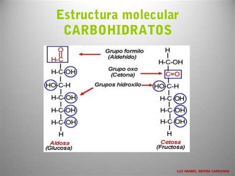 Moléculas Biológicas Carbohidratos