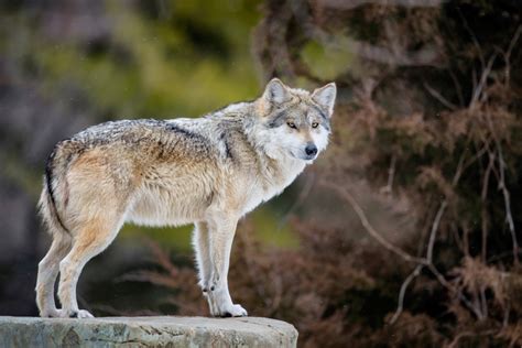 Mexican Wolves Rebound In Az And Nm Gohunt
