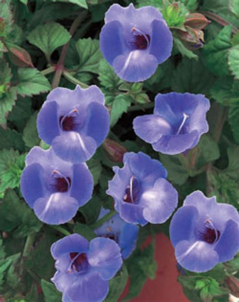 Plant Summer Wave Blue Torenia For Lasting Flowers In Shade Horticulture