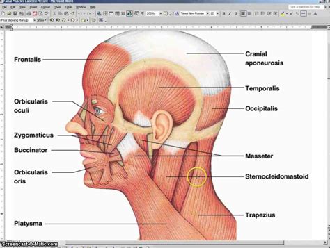 The neck muscles are specifically designed to either allow for neck movement or to provide structural support for the head. Labeled Illustration Head And Neck Diagram | MedicineBTG.com