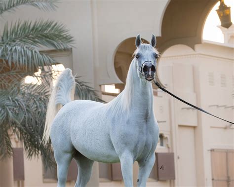 D Thouraya Dubai Arabian Horse Stud