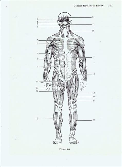 Human Body Bones Diagram Quiz Human Anatomy