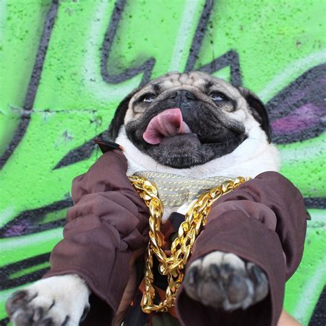 A Pug Dog Wearing A Gold Chain Around Its Neck