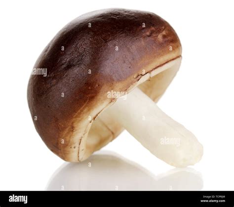 Fresh Mushroom Isolated On White Stock Photo Alamy