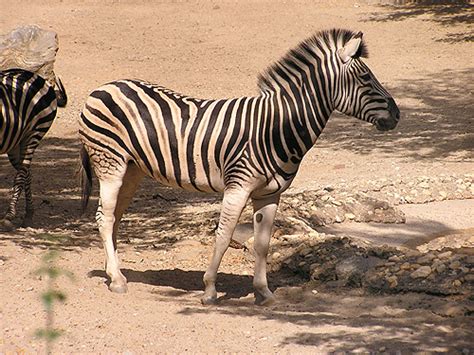 Equus Quagga Burchelli Damara Zebra In Philadelphia Zoological Garden