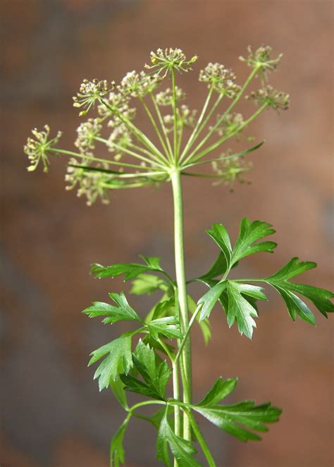 Parsley Wikipedia