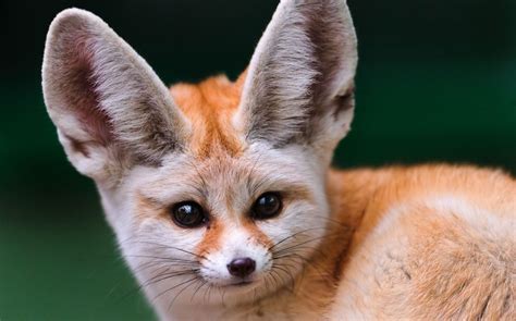 Being a proud owner of a pet fox is pretty cool, to be honest! Fennec Fox as Pets? Things to know before taking them as pets!