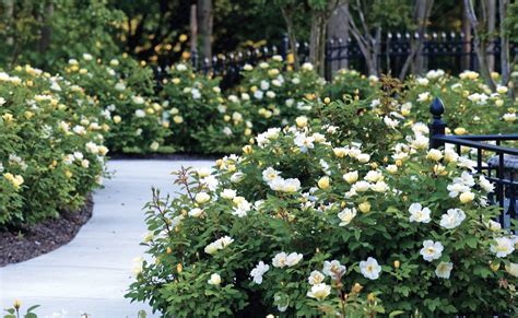Sunny Knock Out Rose David Austin Outdoor Landscaping Front Yard