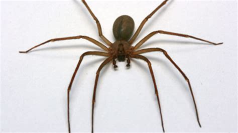 Brown Recluse Bites On The Rise
