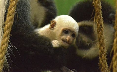 Third Colobus Monkey Baby Born The Maryland Zoo