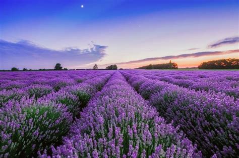 The Best 11 Lavender Fields In Texas