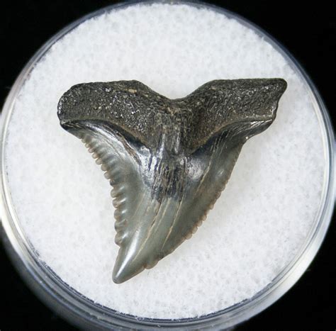 088 Hemipristis Shark Tooth Fossil Florida 15100 For Sale
