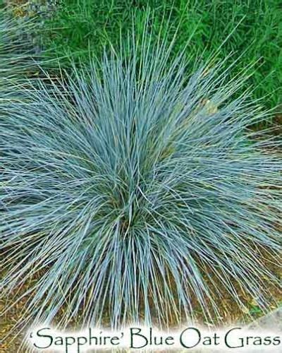 Sapphire Blue Oat Grass Helictotrichon Sempervirens Singing Tree