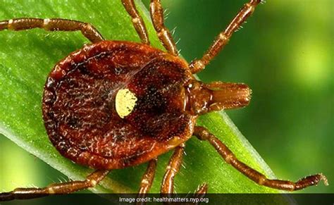 Alpha Gal Syndrome Meat Allergy Cases Linked To Tick Bites Grow In Us